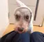 はなのプロフィール画像
