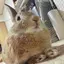 ちったんのプロフィール画像