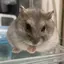 RYOHEIのプロフィール画像