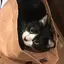 Nちゃんのプロフィール画像