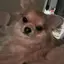 ぽめのプロフィール画像