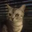 ニカのプロフィール画像