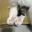 シヨのプロフィール画像