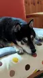 バロンのプロフィール画像