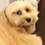 ぱんちょのプロフィール画像