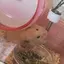 なかむらたまのプロフィール画像