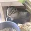 明日香のプロフィール画像