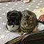 さくまのプロフィール画像