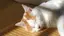 ともせらのプロフィール画像