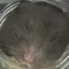 わかのプロフィール画像