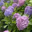 晴香のプロフィール画像