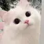 きあらのプロフィール画像