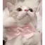 さくらのプロフィール画像
