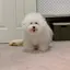 rinoのプロフィール画像