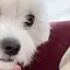 らむのプロフィール画像