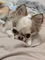 りなのプロフィール画像