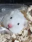 Hirokoのプロフィール画像