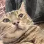 nnのプロフィール画像