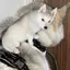 ぴよのプロフィール画像