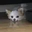てつやのプロフィール画像