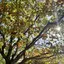 Sakura.のプロフィール画像