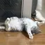 koのプロフィール画像