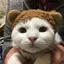 めろんのプロフィール画像