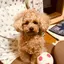 ゆうかのプロフィール画像
