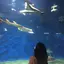 シラーのプロフィール画像