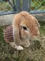 すみちゃんのプロフィール画像