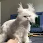 キナイのプロフィール画像