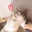 ようかんのプロフィール画像