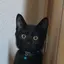 にゃんのプロフィール画像
