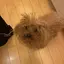めぐのプロフィール画像