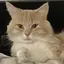 🐈のプロフィール画像