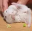 めるものプロフィール画像