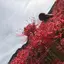 風海のプロフィール画像