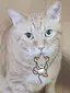 sakuraのプロフィール画像