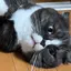 ねこのプロフィール画像