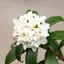沈丁花のプロフィール画像