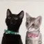猫のプロフィール画像