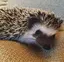 たむむのプロフィール画像