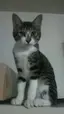 ねこまるのプロフィール画像