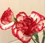 シアのプロフィール画像