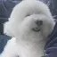 はしかん!のプロフィール画像
