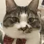 猫神さまのプロフィール画像