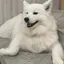 ぴょのプロフィール画像