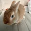 kaoのプロフィール画像