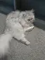 琉愛のプロフィール画像