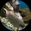 しょこのプロフィール画像